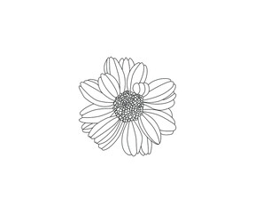 Fototapeta premium Chamomile herbal illustration. Line drawn botanical style. Absolutely vector.