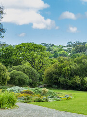Fototapeta na wymiar Beautiful Kirstenbosch garden during spring day with blue sky in Cape Town