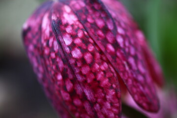 Szachownica kostkowata Fritillaria meleagris © Perovskia