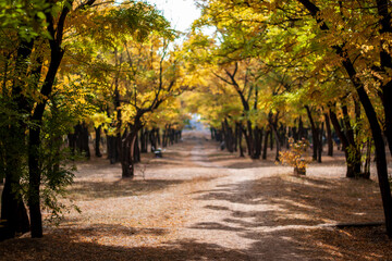 Autumn park, golden orange fallen leaves.Beautiful nature