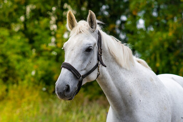 White horse portrait on the green forest background