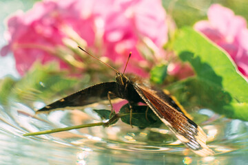 Butterfly. Beautiful wings of a butterfly frozen for a second.