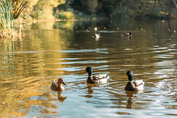Ducks. They swim. Lake. Water.
