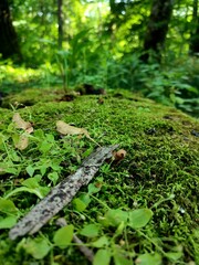 moss in the forest