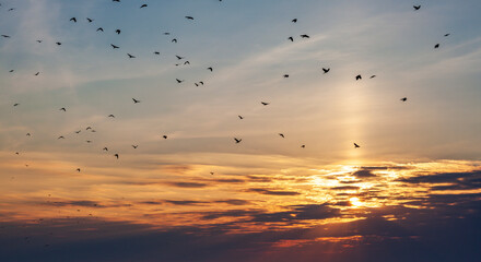 Flying pigeons on the sunset background.