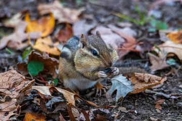 Eastern chipmunk (Tamias striatus) standing on back legs filling its cheeks with sunflower seeds in the forest during autumn. Selective focus, background blur and foreground blur. 
