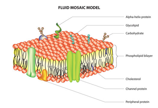 Biological structure of fluid mosaic model (Cell membrane model) 