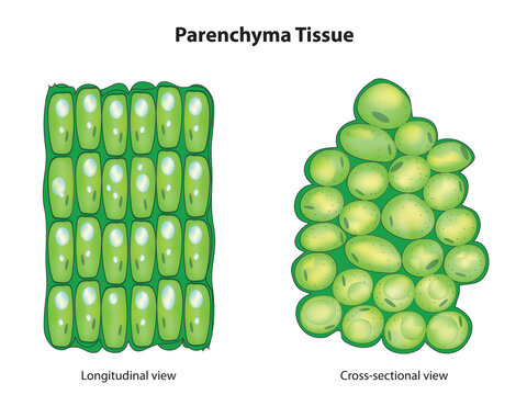 Biological illustration of parenchyma tissue