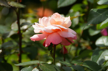 a gorgeous sunlit pastel pink rose	
