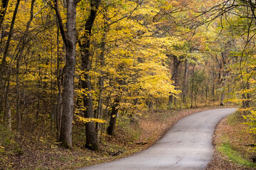 A narrow woodland road with bright yellow sugar maple leaves in the autumn