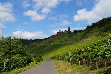 Fototapeta na wymiar a beautiful vineyard with Thurant castle on the hill in the background (Alken on the river Moselle, Germany) 