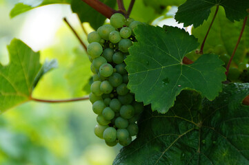 beautiful ripe sun kissed green grapevines from a vineyard on the riverbanks of the Moselle