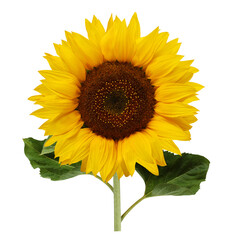 sunflower isolated on a white background
