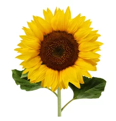 Poster sunflower isolated on a white background © MaskaRad