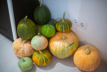 many pumpkins of different sizes and colors lie. High quality photo