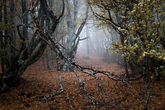 For&ecirc;t mal&eacute;fique
