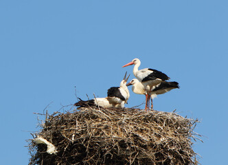Group of the white storks (Ciconia ciconia) on the nest.