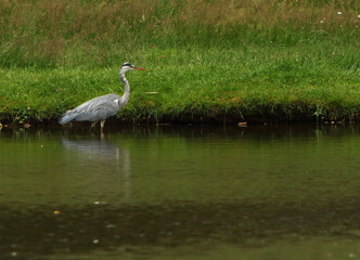 The grey heron (Ardea cinerea) prepare for the hunt.