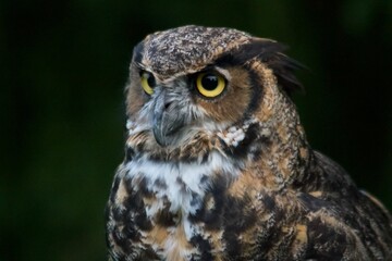 Great Horned Owl