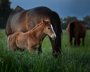 yeguas y potrillos