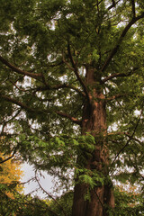 A majestic specimen of a mature dawn redwood tree (Metasequoia glytostroboides). This endangered species is considered to be a living fossil.