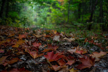 Obraz na płótnie Canvas Autumn Leaves