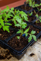 Tomato seedlings planted in compost in a seedling tray