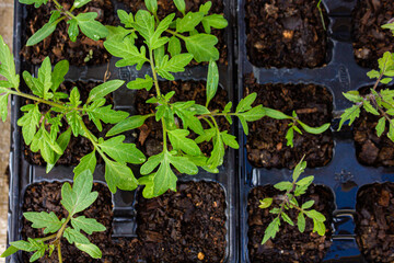 Tomato seedlings in a seedling tray