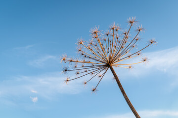 Stem and umbrella of Sosnowsky hogweed (Heracleum sosnowskyi) against a blue sky. Weed control concept.
