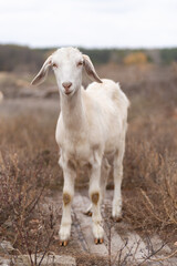 Beautiful white goat in the field.