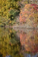Autumn leaves reflecting on a lake