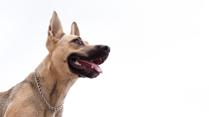 Dog's head in profile isolated on white background.