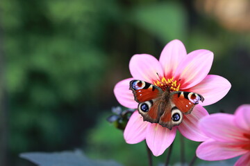 motyl na kwiatku.