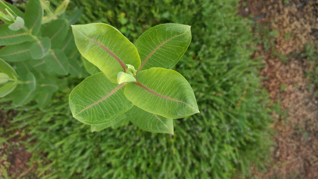 milkweed in spring