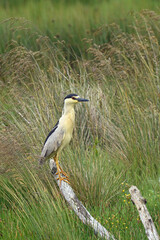 Night Heron in Wetlands at Humboldt Wildlife Refuge, California