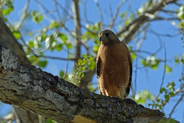 Red Shouldered Hawk Perched in a Tree in Red Bluff, California