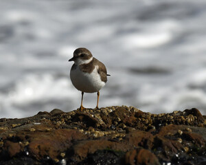Snowy Plover on the Beach at Point Reyes National Seashore, California