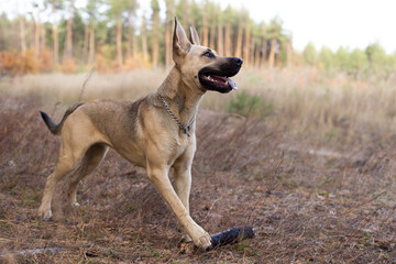 The dog plays with a stick in the forest.