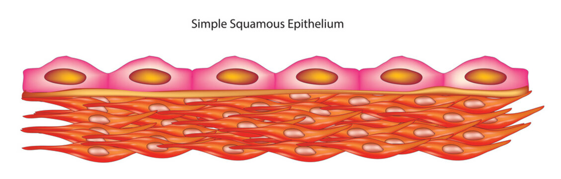 Biological illustration of simple squamous epithelium 