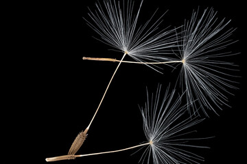 Dandelion flower white seeds, closeup macro detail on black background, image width 23mm
