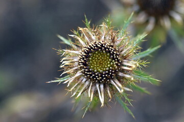 Blüte einer Steifen Golddistel
