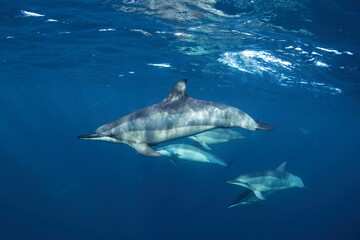 Fototapeta premium Group of spinner dolphins on the open ocean. Swimming with dolphins. Marine life.