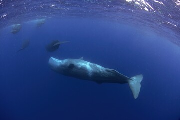 Group of sperm whales in Indian ocean. Calm whales with divers. Marine life. 