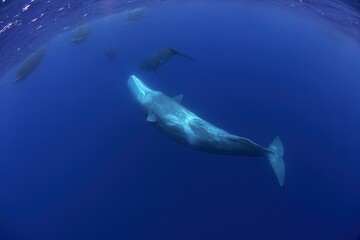 Naklejka premium Group of sperm whales in Indian ocean. Calm whales with divers. Marine life. 