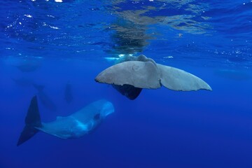 Group of sperm whales in Indian ocean. Calm whales with divers. Marine life.  - obrazy, fototapety, plakaty