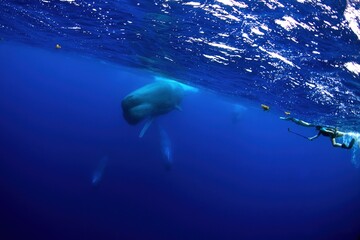 Fototapeta premium Group of sperm whales in Indian ocean. Calm whales with divers. Marine life. 