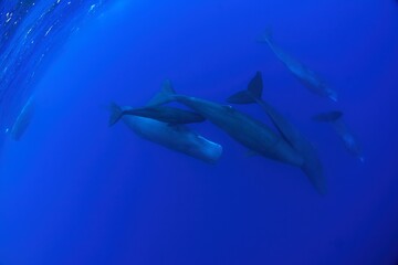 Group of sperm whales in Indian ocean. Calm whales with divers. Marine life.  - obrazy, fototapety, plakaty