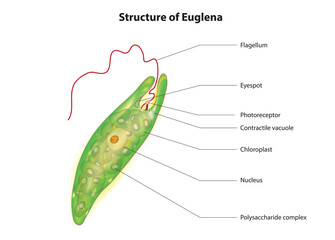 Biological illustration of euglena (Anatomy of euglena)