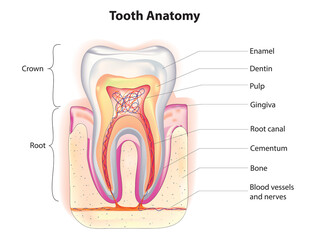 Biological anatomy of tooth (tooth anatomy) - obrazy, fototapety, plakaty