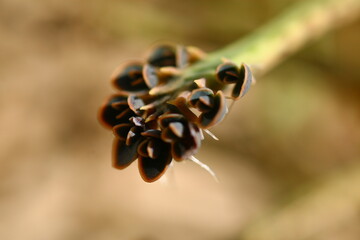 Kalanchoe tubiflora żyworódka płodnolist